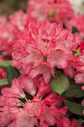 Rhododendron yakushimanum 'Lampion' 30-40 cm - Rhododendron, rosa Blüten, Blütezeit Mai-Juni, ideal für Kübel und Rabatten, winterhart, pflegeleicht