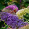 GreenboutiQ - Schmetterlingsflieder Winterhart - Buddleja davidii Tricolour - Blüten Rosa, Weiß und Lila - 3 Pflanzen - 1m2 - Laubabwerfend - Schmetterlingsanlockend - Topf 17cm Höhe 30cm