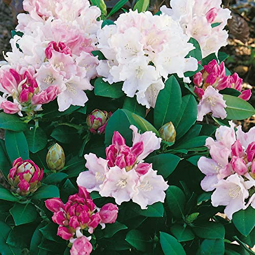 Elixir Gardens 1 x Rhododendron Dreamland (4.5L Pot) | Fully Established Hardy Evergreen Outdoor Flowering Shrubs & Bushes | Rhododendron-Viburnum-Abelia-Phormium-Camellia-Sarcoccoca & More