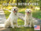 Golden Retriever Kalender 2024 Wandkalender
