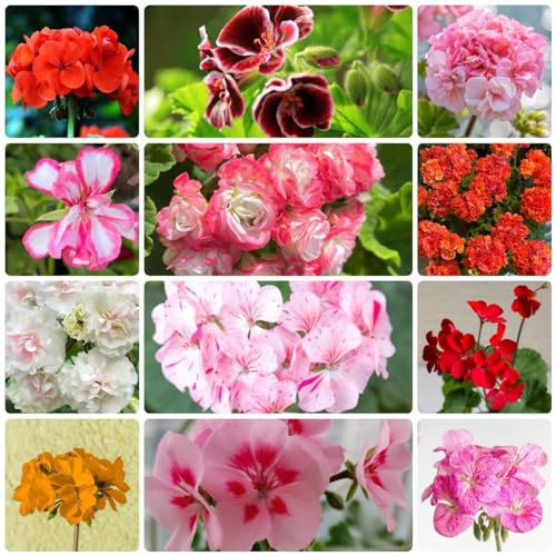 200 Pcs Geranien Samen Stehend - Pelargonium - Blumensamen Mischung, Pflanzen Geschenk, Schnittblumen Samen (Pelargonium Hortorum) Wiesensaatgut Bonsai Samen, Steingartenpflanzen Winterhart