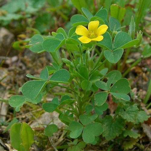 50 semillas de flores de acedera Oxalis amarillas.