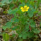 50 semillas de flores de acedera Oxalis amarillas.