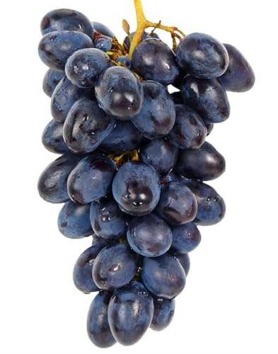 AMDGARDEN Pianta di Uva Vite Innestata Don Mariano Napoleon Nera da Tavola in Vaso 16 cm