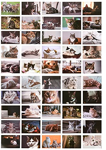 ewtshop® Postkarten Set mit süßen Katzenmotiven, 50 unterschiedliche Motive, 50 Stück, Katzenpostkarten