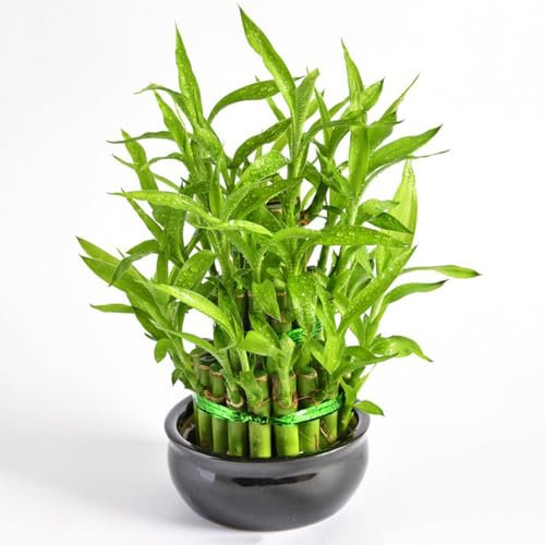 10 pcs glücksbambus pflanze samen geschenke garten Dracaena sanderiana, topf pflanze gartenpflanzen winterhart mehrjährig bäume kaufen nachhaltigkeit geschenke hochbeet für balkon