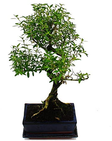 Exotenherz - Bonsai - Serissa - Junischnee - Baum der 1000 Sterne - ca. 6 Jahre