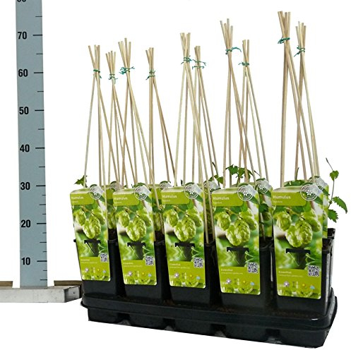 Blumen-Senf Hopfen Humulus lupulus Nordbrau 45 cm/Topf Ø 12 cm - starkwachsende Kletterpflanze