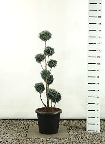 Zypresse Formschnitt Formgehölz Bonsai PonPon - Chamaecyparis lawsoniana Van Pelts Blue Multibol - Gesamthöhe 125-150 cm - 20 Liter Topf