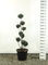 Zypresse Formschnitt Formgehölz Bonsai PonPon - Chamaecyparis lawsoniana Van Pelts Blue Multibol - Gesamthöhe 125-150 cm - 20 Liter Topf