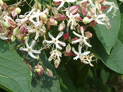 Japanischer Losbaum Clerodendrum trichotomum Pflanze 25-30cm Rarität