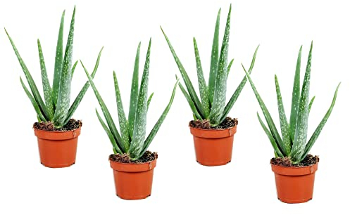 Plant in a Box - Aloe barbadensis - Aloe Vera - 4er Set - Zimmerpflanze - Sukkulente - Topf 10cm - Höhe 25-40cm