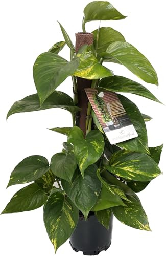 Efeutute (Epipremnum Aureum) am Moosstab – Pflegeleichte, Luftreinigende Zimmerpflanze im Topf Ø 15 cm, Höhe ca. 50 cm