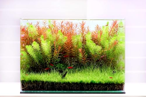 Curved Garden Tank Big | Pequeño acuario de cristal | Nano Glasbecken | Premium Aquascaping Aquarien | 16 litros – 35 x 20 x 23 cm