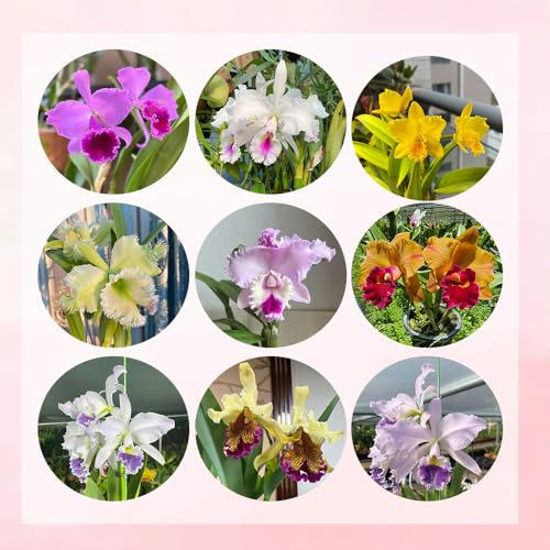 800 pcs cattleya orchidee pflanze samen, blumen balkon, bonsai samen wildblumen, winterharte stauden schnittblumen samen, zimmerpflanzen samen gartenpflanzen winterhart mehrjährig