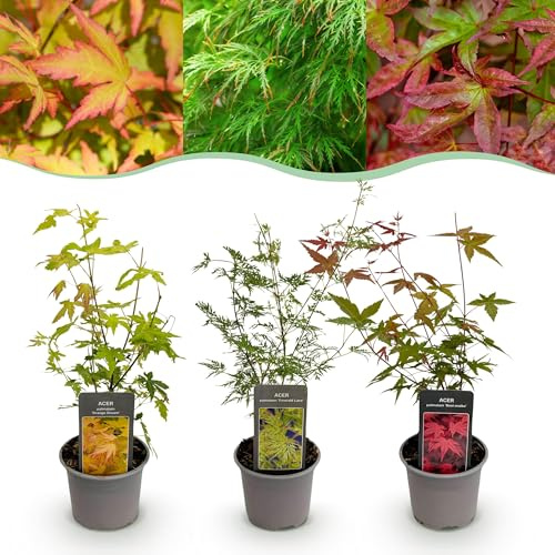 Acer palmatum Tricolour - Rot-Grün-Orange - 3 Pflanzen - Laubabwurf - Pflegeleicht - 25-35cm - Ø12cm - Gartenpflanze