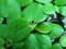 Aquarium Fan - 10 x mini Amazon Frogbit/Limnobium laevigatum/Live Aquarium piante galleggianti