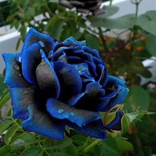Benoon Semi Di Rosa, 20 Pezzi/Borsa Semi Di Rosa Dolci Facili Da Piantare Semi Di Fiori Bonsai Piante Perenni Blu Per Giardino 20 pezzi di semi di rosa blu