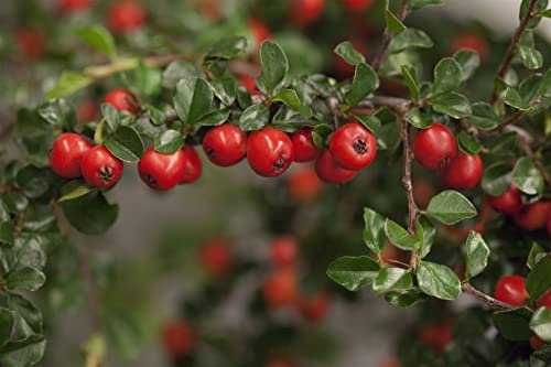 Frühblühende Zwergmispel 'Boer' Stammhöhe 80 cm im Topf Cotoneaster praecox