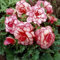 10 X Begonia Doppia Bouton De Rose - Begonia Rosa e Bianca - Bulbi Di Alta Qualità (10)