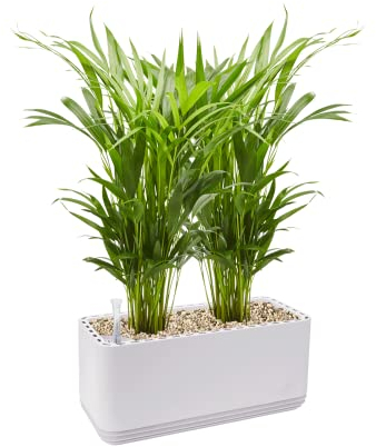 AIRY System L inkl. 2 Goldfruchtpalmen & Airy Base Substrat • Natürlicher Luftreiniger eliminiert Schadstoffe, Allergene & Gerüche • Für Räume mit ca. 30qm • Made in Germany, 3302-607 antikweiss