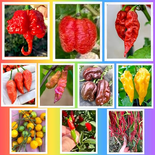 100 Graines des 10 Piments les plus FORTES du Monde, Collection Traditionnelle + Guide : CAROLINA REAPER, SCORPION, NAGA, JOLOKIA, HABANERO, CHARAPITA, FATALII, TIGER, THUNDER et CALABRAIS