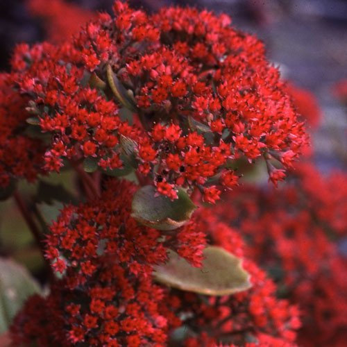 Plant World Seeds - Sedum Roy Lancaster Seeds: Only seeds