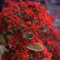 Plant World Seeds - Sedum Roy Lancaster Seeds: Only seeds