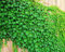 Parthenocissus tricuspidata - 50 semi di piante freschi