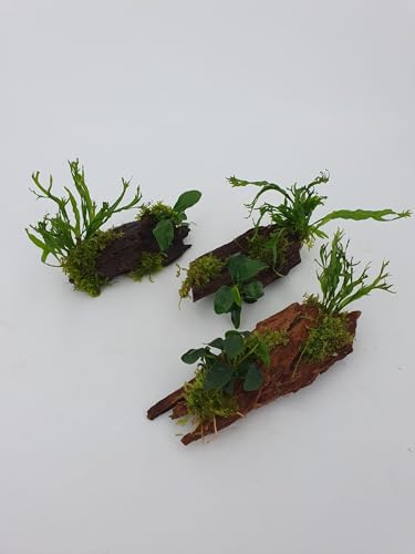 Mangrove Wurzel 3 er Pack für Nanobecken mit echtem Farn oder Anubias uns Moos bepflanztGröße ca. 10-15 cm