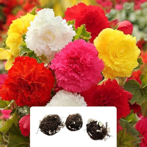 3 Mixed Begonia Fimbriata Bulbs – Stunning Summer Flowers in a Spectrum of Vibrant Colours – Perennial Variety for a Beautiful Garden – Perfectly Grown for UK Climate Conditions