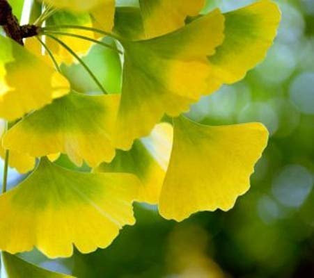 Semi freschi di albero di Ginkgo Biloba per la piantagione, giallo verde confezione da 100 semi