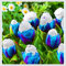 Tulpen – mehrjährige, seltene und schöne, winterharte Knollenblumen mit leuchtenden Farben, perfekt als Gartendekoration.-3 zwiebeln-I