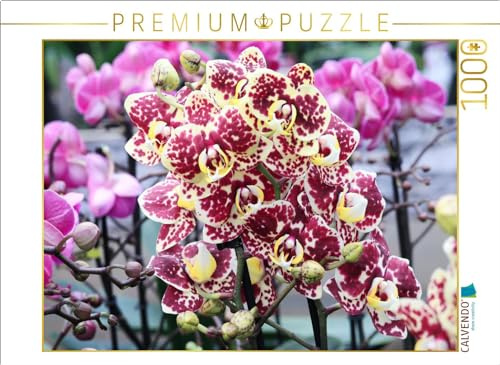 CALVENDO Puzzle Schmetterlingsorchidee mit lebhaft roten Punkten | 1000 Teile Lege-Größe 64 x 48 cm Foto-Puzzle für glückliche Stunden