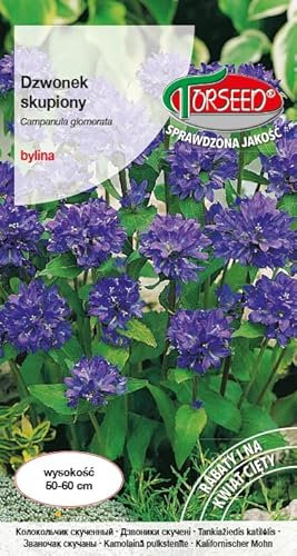 Verdica Campanilla Campanula glomerata - Delicia perenne con flores de color púrpura profundo, 50-60 cm de elegancia, ideal para cortar y macizos vivos (0,2 gramos)
