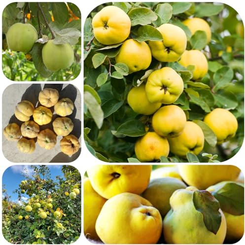 quittenbaum, obstgarten garten seltene obstbäume kaufen säulenobstbäume winterharte garten säulenobst 85samen