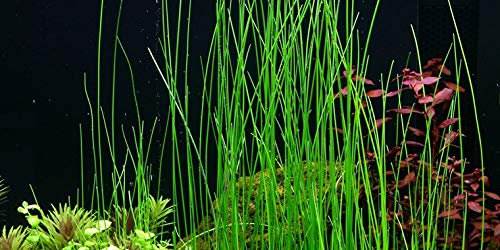 Eleocharis MontevidensisGiant Hair Grass x3 bunch - Live aquarium plant