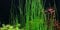 Eleocharis MontevidensisGiant Hair Grass x3 bunch - Live aquarium plant