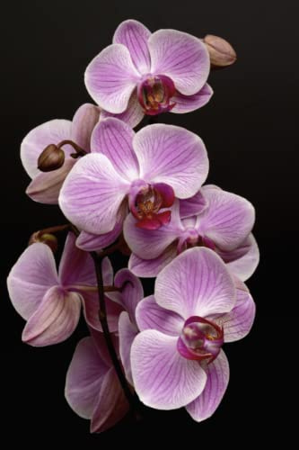 Orchid Notebook / Coffee Table Book