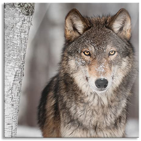 Pixxprint Glasbild, Wandbild auf Echtglas, Wachsamer Wolf, 40x40 cm, inkl. Aufhängung und Abstandshalter