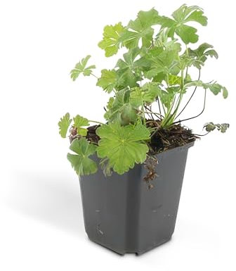 Bodendecker - Cambridge Storchschnabel - Geranium cantabrigiense 'Biokovo' - 9cm Topf - Set mit 60 Pflanzen