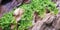 Tartan Guppy 5 x Micranthemum 'Monte Carlo' Live Carpet Aquascaping Plants - Live Plants by