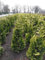 Gelbe Zypresse 140-160 cm. 5 Chamaecyparis Ivonne. Blickdichte Koniferen Hecke