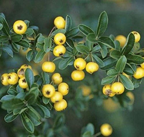 Feuerdorn Soleil d Ór 80-100cm - Pyracantha - lebende Gartenpflanze aus den Baumschulen