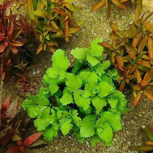 200 Samen Hottonia Palustris - Wasserfeder Teichpflanzen Miniteich Hottonia Palustris Teichpflanzen Wasserpest Für Teich Winterhart Gartenpflanzen Winterhart Mehrjährig Extrem Winterharte