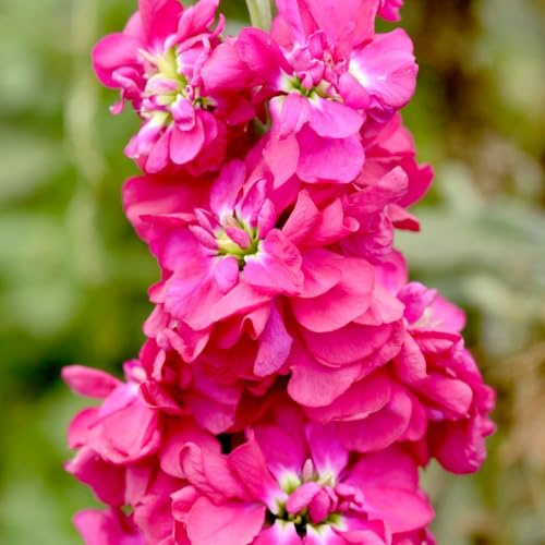 Column Stock ‘American Beauty’ – Fragrant Deep Reddish Pink Double Blooms – 1 Packet x 75 Seeds by Thompson & Morgan