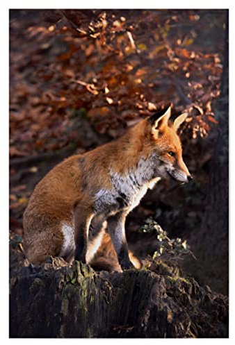 artboxONE Poster 30x20 cm Natur Sitzender Fuchs hochwertiger Design Kunstdruck - Bild Fuchs Fuchs Herbst