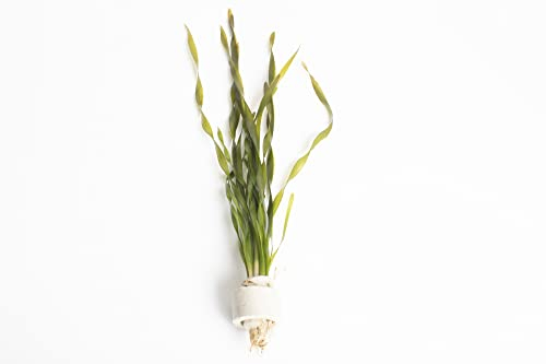 Lincolnshire Pond Plants Ltd - Twisted VALLIS - Live Aquarium Plant - Corkscrew vallis - vallisneria tortifolia - Tropical Fish Tank (20 Strands - 4 Rings)
