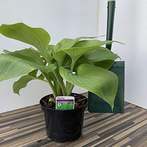 Hosta Sum and Substance Supplied in a 3 Litre Pot