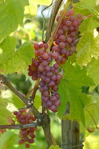 Vanessa, pilzfeste Weinrebe, rote, kernlose Beeren, 60-80cm, im 9x9cmTopf